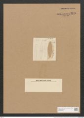 Schizonema smithii Ag. (de-Toni-Nr.: Genus 20, Species 1207) Zeichnungen Sammlung Grunow Nr. 2316 (NHMW-BOT-W0369439)